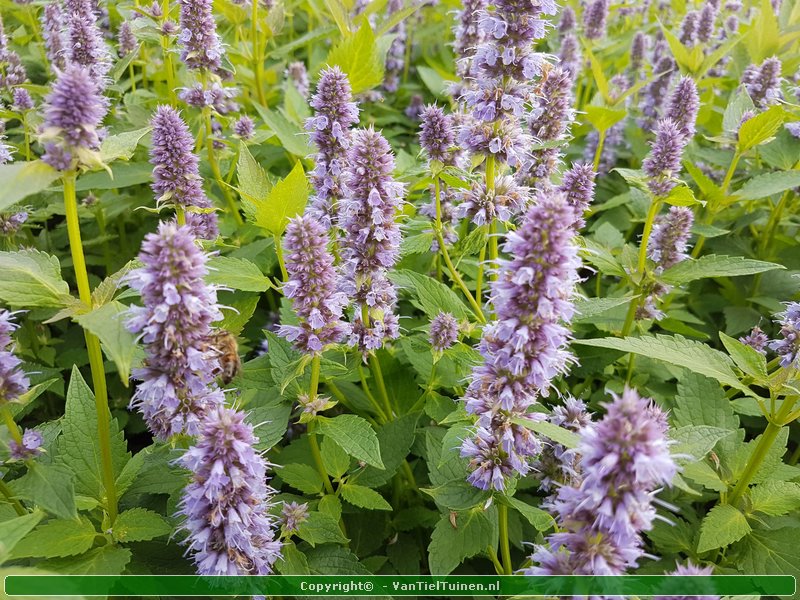 Agastache 'Blue Fortune' Dropplant Anijsnetel