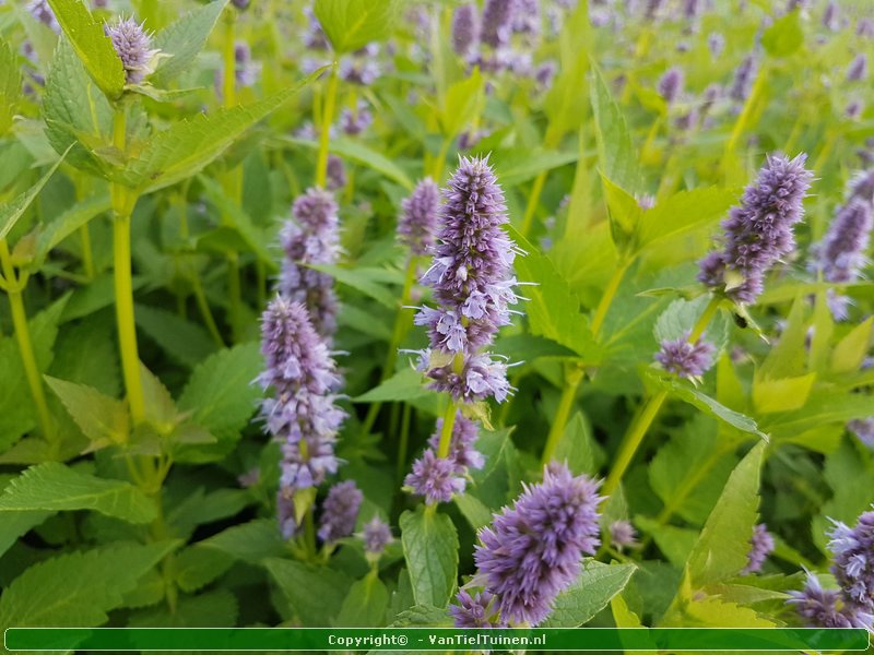 Agastache 'Blue Fortune' Dropplant Anijsnetel