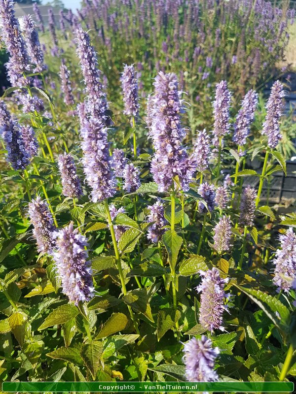 Agastache 'Blue Fortune' Dropplant Anijsnetel