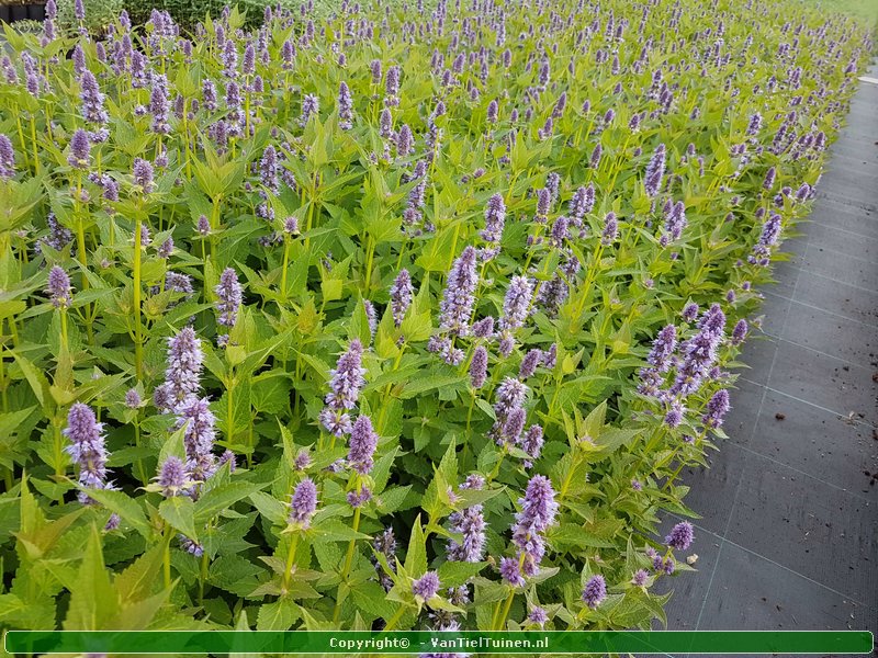 Agastache 'Blue Fortune' Dropplant Anijsnetel