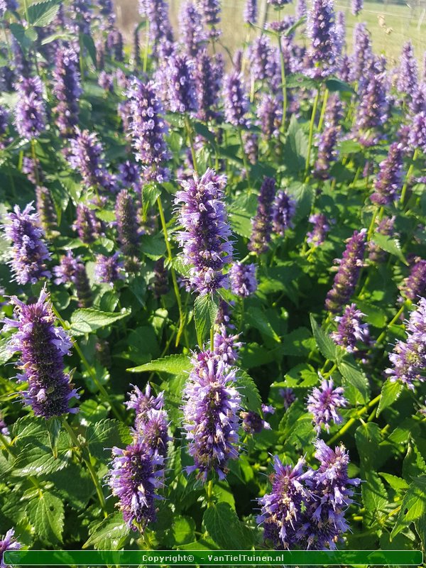 Agastache 'Black Adder' Dropplant Anijsnetel