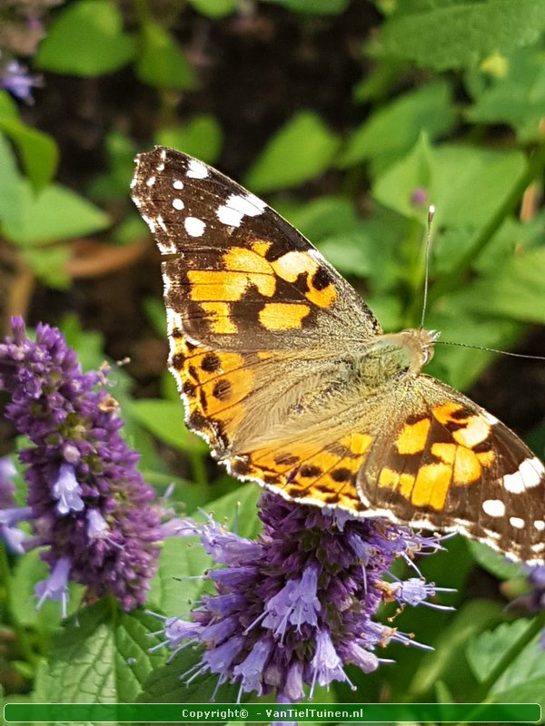 Agastache 'Black Adder' Dropplant Anijsnetel