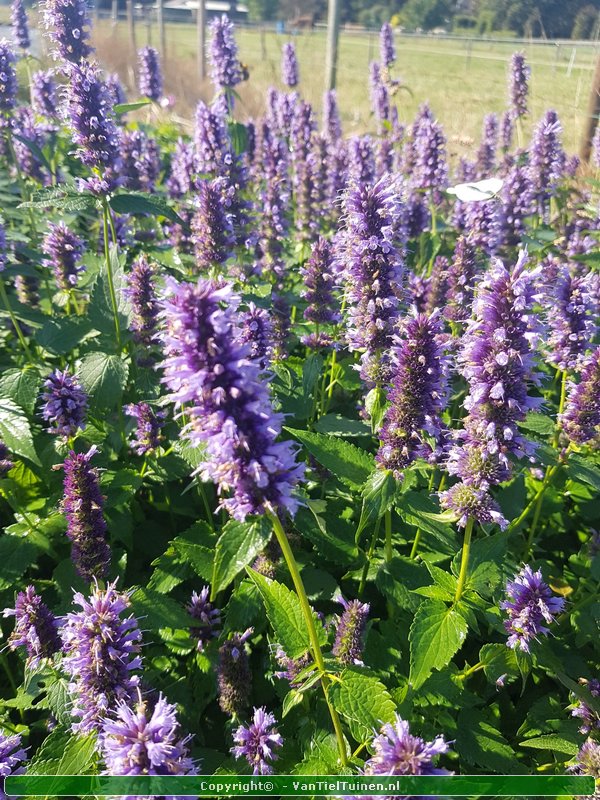 Agastache 'Black Adder' Dropplant Anijsnetel