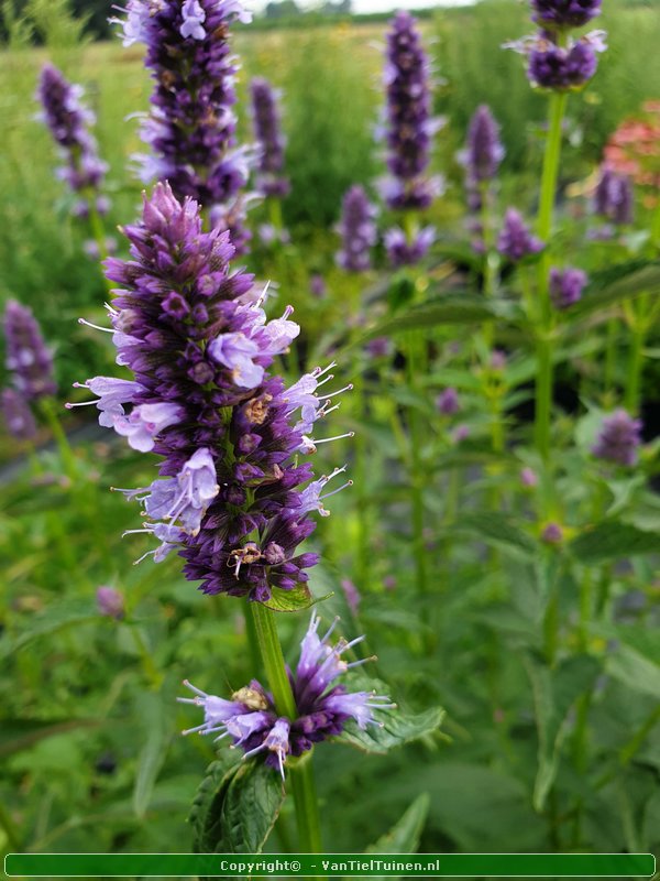 Agastache 'Black Adder' Dropplant Anijsnetel