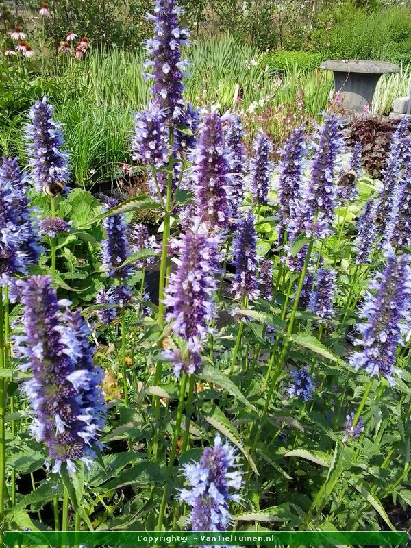 Agastache 'Black Adder' Dropplant Anijsnetel