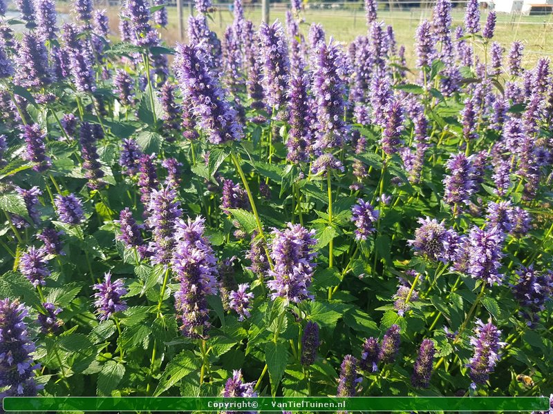 Agastache 'Black Adder' Dropplant Anijsnetel