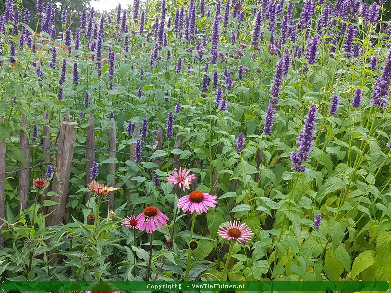 Agastache 'Black Adder' Dropplant Anijsnetel