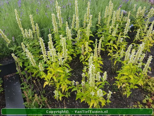 Agastache 'Albastar' Dropplant Witte Anijsnetel