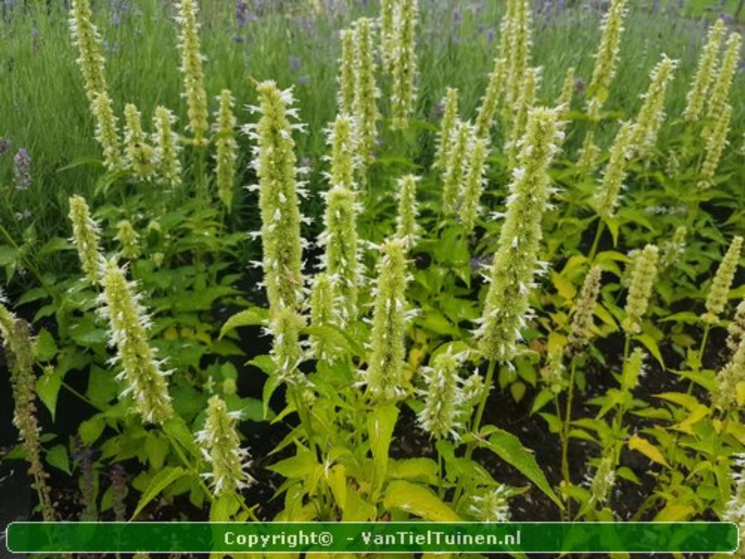 Agastache 'Albastar' Dropplant Witte Anijsnetel