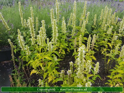 Agastache 'Albastar' Dropplant Witte Anijsnetel