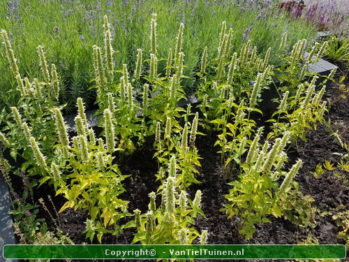 Agastache 'Albastar' Dropplant Witte Anijsnetel