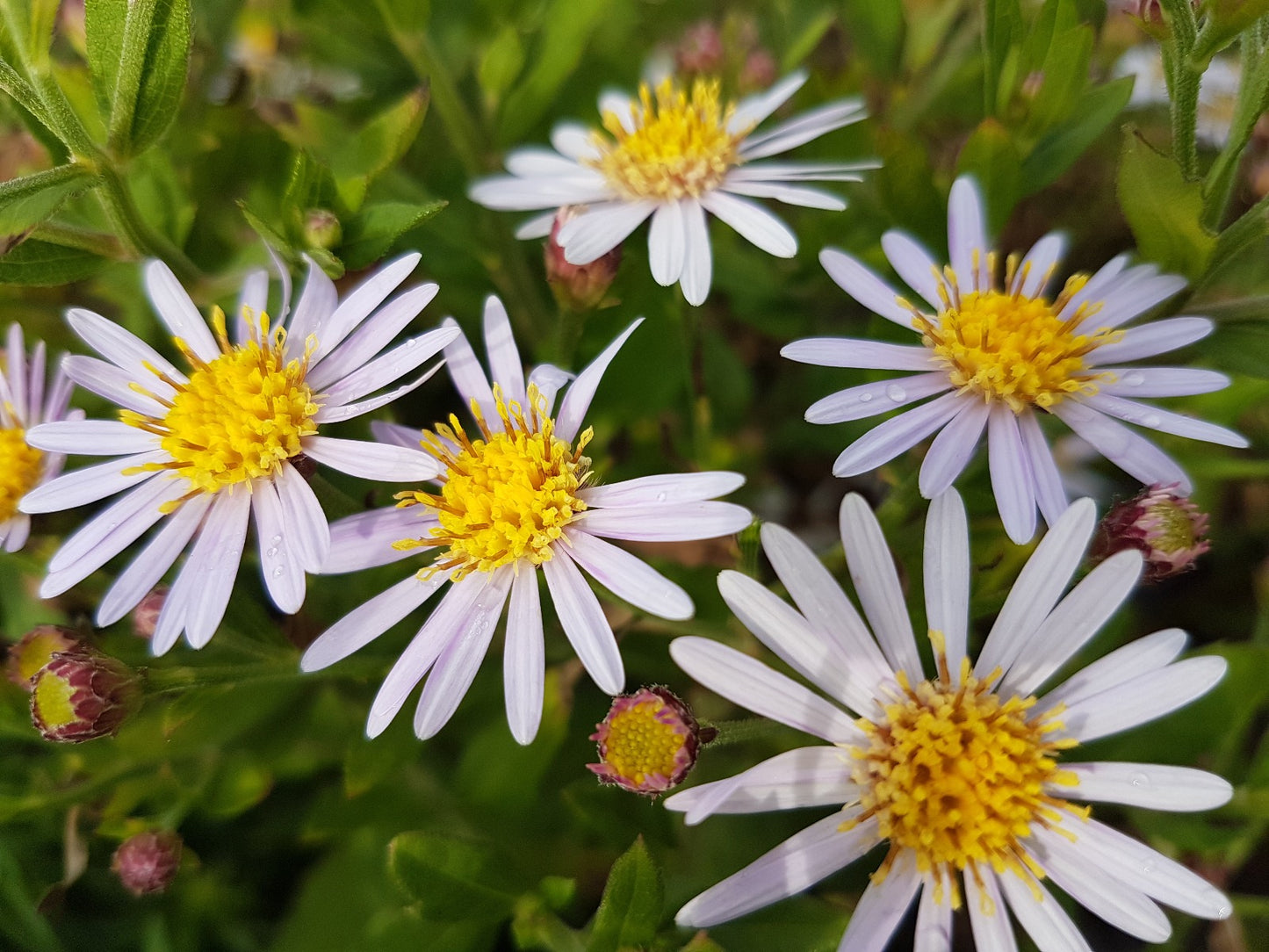 Aster ageratoides Asran herfstaster