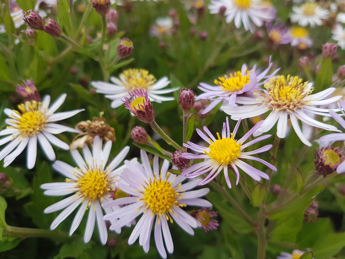 Aster ageratoides Asran herfstaster