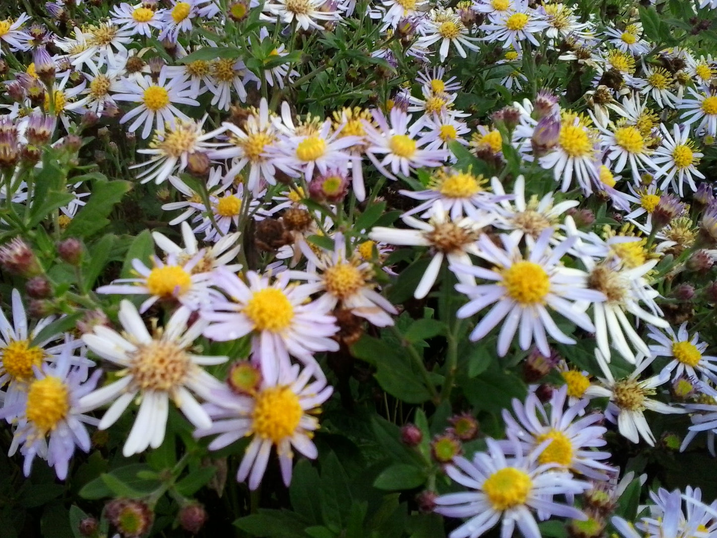 Aster ageratoides Asran herfstaster