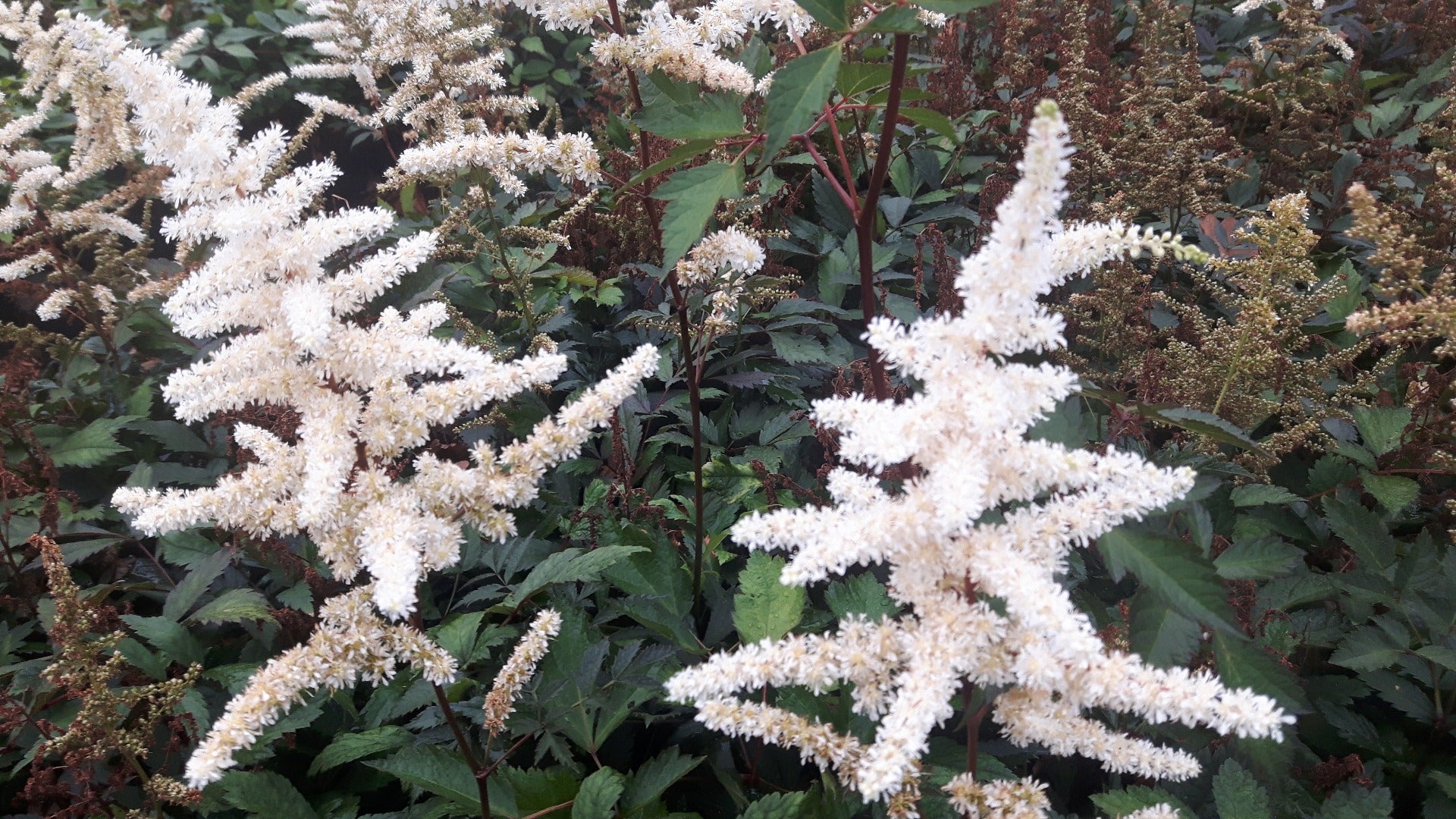 Astilbe Ellie Pluimspirea