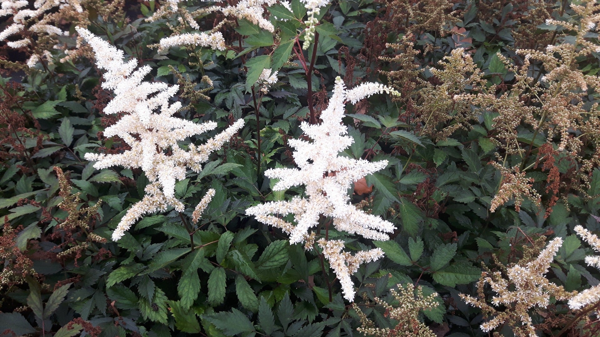 Astilbe Ellie Pluimspirea