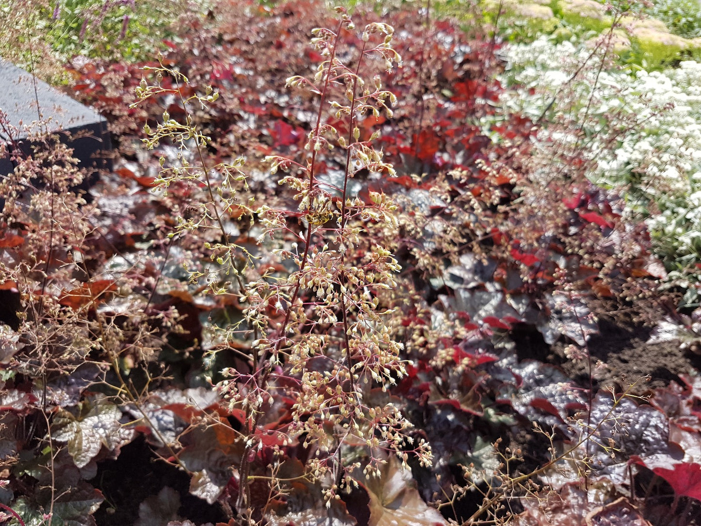 Heuchera micrantha 'Palace Purple' Purpurklokje