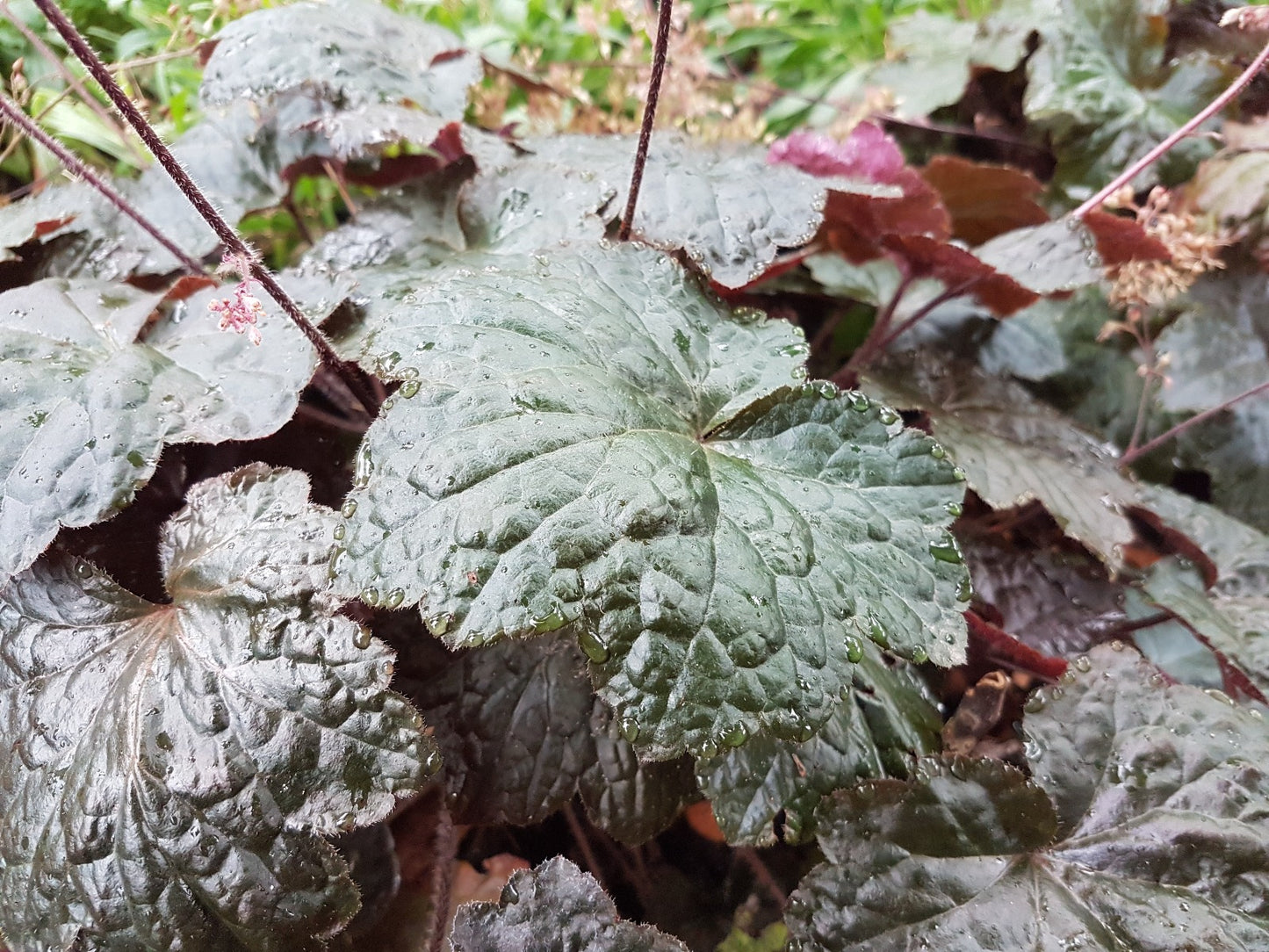 Heuchera micrantha 'Palace Purple' Purpurklokje