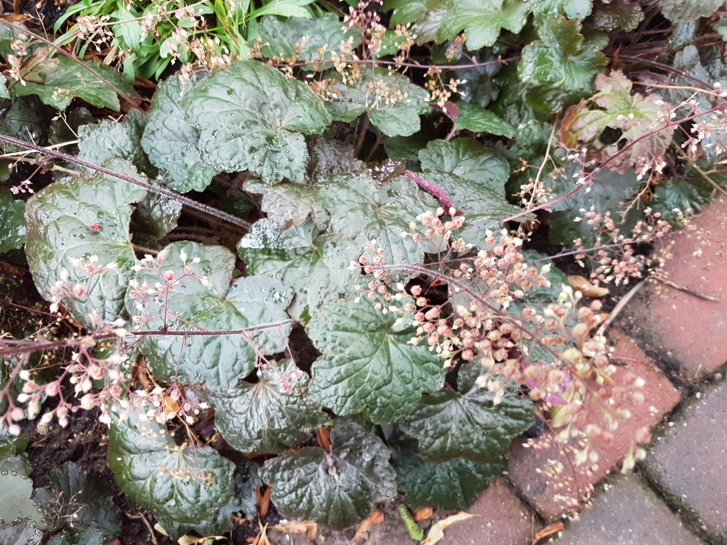 Heuchera micrantha 'Palace Purple' Purpurklokje