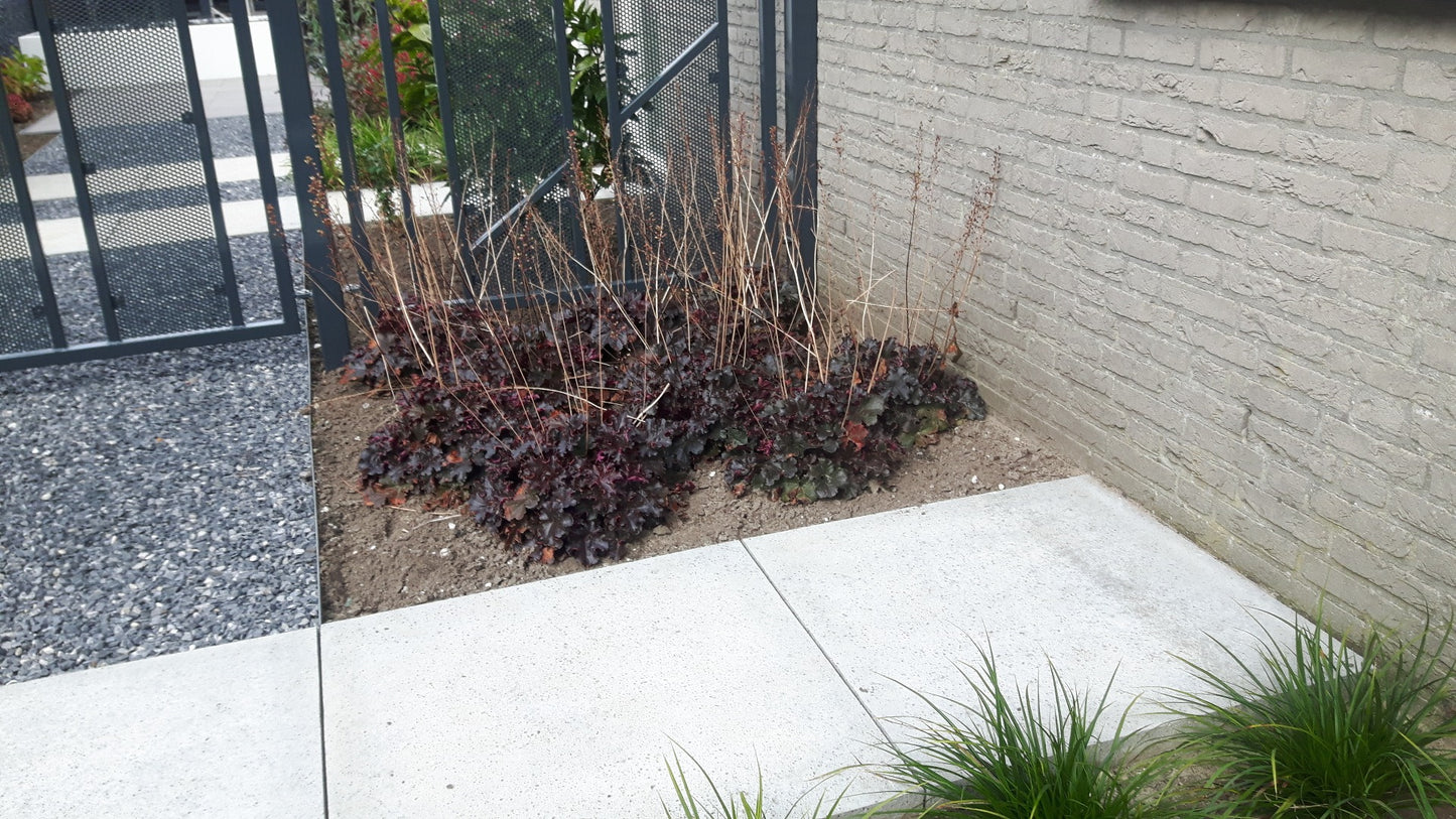 Heuchera micrantha 'Palace Purple' Purpurklokje