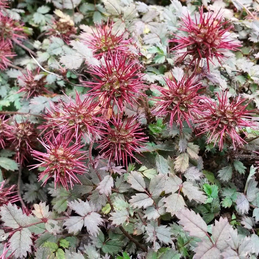 Acaena microphylla 'Kupferteppich Stekelnootje