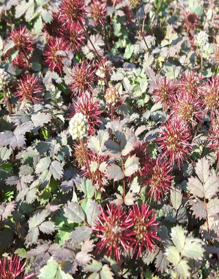 Acaena microphylla 'Kupferteppich Stekelnootje