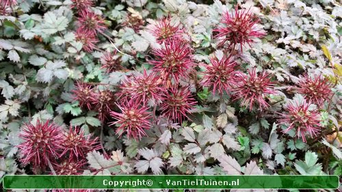 Acaena microphylla 'Kupferteppich Stekelnootje