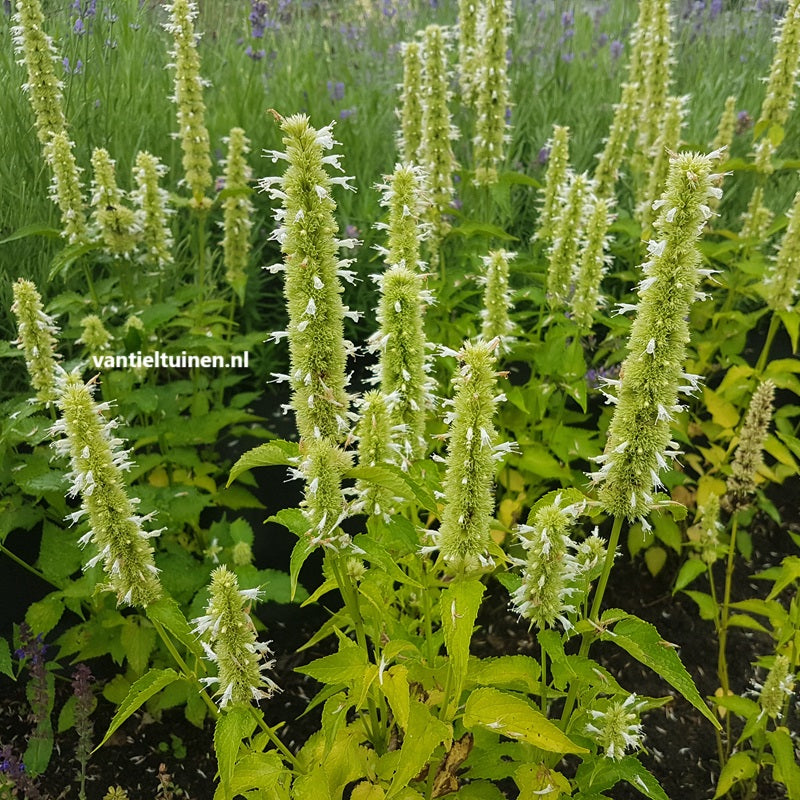 Agastache 'Albastar' Dropplant Witte Anijsnetel