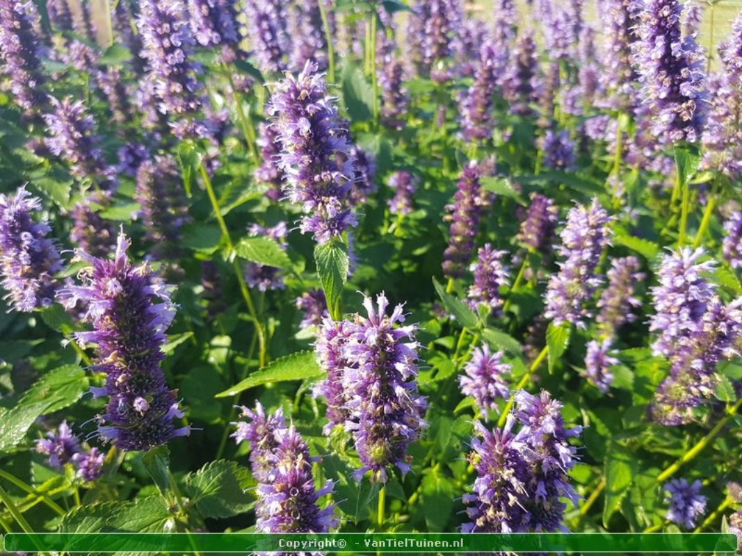 Agastache 'Black Adder' Dropplant Anijsnetel