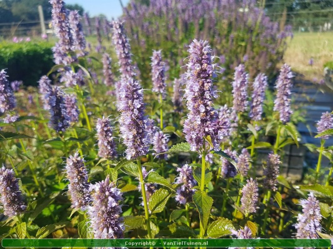 Agastache 'Blue Fortune' Dropplant Anijsnetel