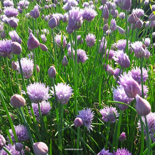 Allium schoenoprasum bieslook