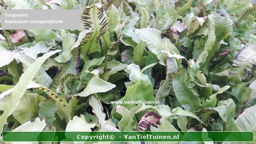 Tongvaren Asplenium scolopendrium-5