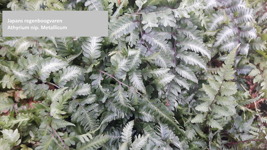 Japanse regenboogvaren Athyrium nip. Metallicum