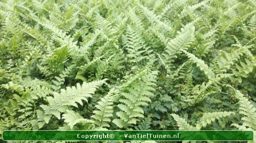 Mannetjesvaren Dryopteris filix-mas