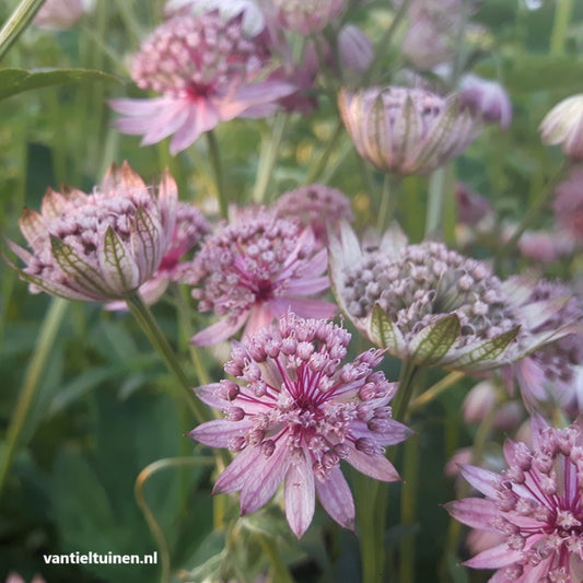 Astrantia major Pink Pride, Zeeuwsknoopje