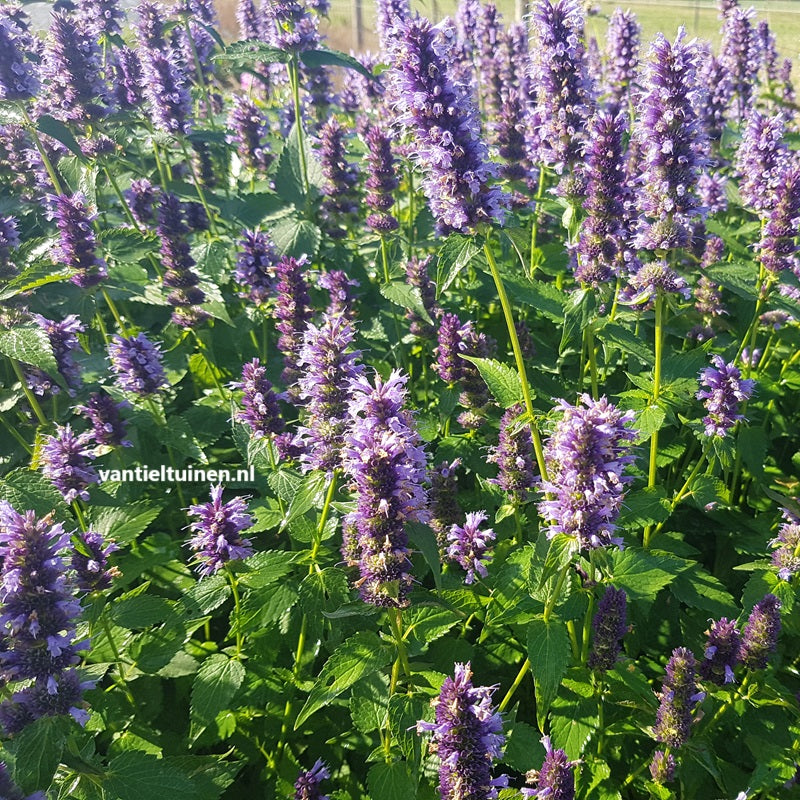 Agastache 'Black Adder' Dropplant Anijsnetel