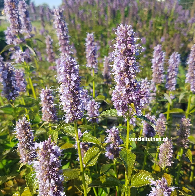 Agastache 'Blue Fortune' Dropplant Anijsnetel